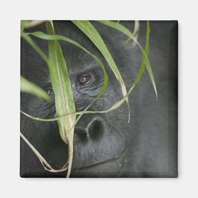 Imã África, Uganda, Bwindi (Frente)