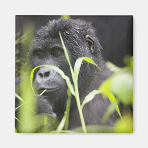 Imã África, Uganda, nacional impenetrável de Bwindi