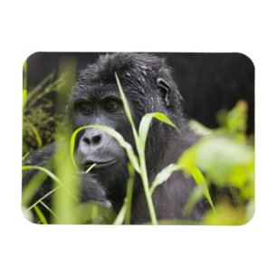 Ímã África, Uganda, nacional impenetrável de Bwindi