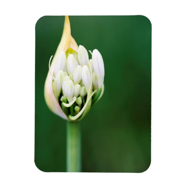 Ímã African Lily, Agapanthus Praecox, Cidade do Cabo (Vertical)