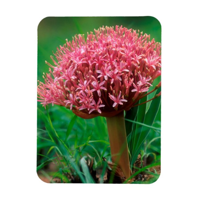 Ímã African Lily (Agapanthus Praecox), Mala Mala (Vertical)
