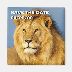 Imã African Lion 2 Save-the-Date (Salvar a Data do Leã
