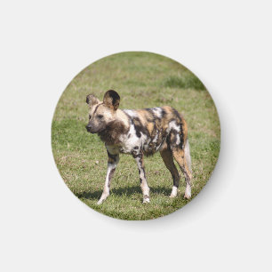 Imã african-wild-dog-016