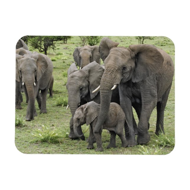 Ímã Afro-Elefante Herd (Horizontal)