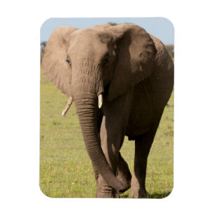 Ímã Afro-Elefante (Loxodonta Africana), Maasai