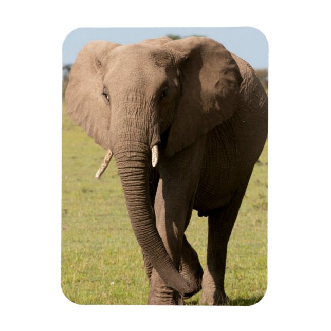 Ímã Afro-Elefante (Loxodonta Africana), Maasai (Vertical)