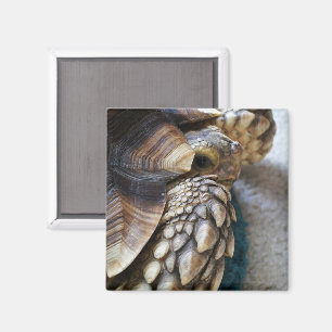 Imã Afro-Puro, Sulcata Torta Perna, Shell, Face