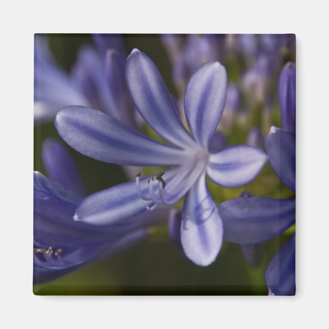 Imã Agapanthus (Frente)