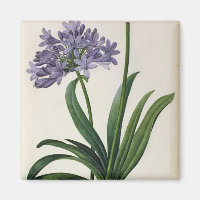 Agapanthus umbrellatus