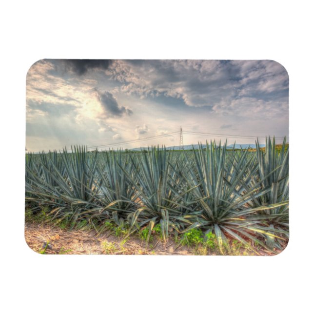 Ímã Agave Azul (Horizontal)