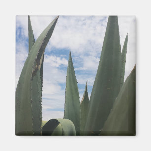 Imã Agave Clouds