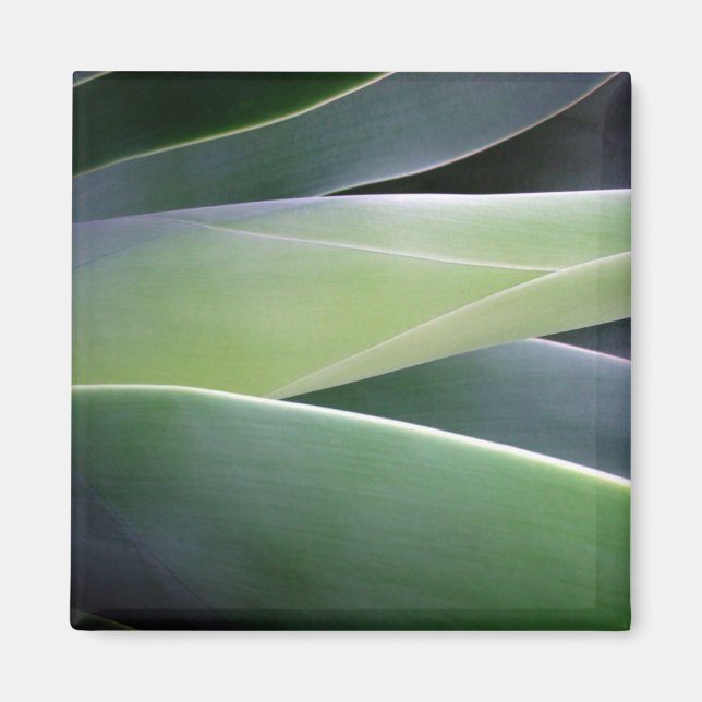 Imã Agave Folhas (Frente)