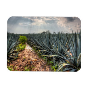 Ímã Agave Tequilana