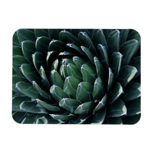 Ímã Agave verde
