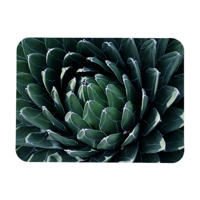 Ímã Agave Verde (Horizontal)