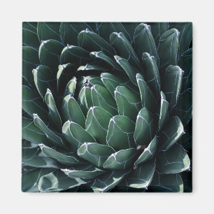 Imã Agave verde