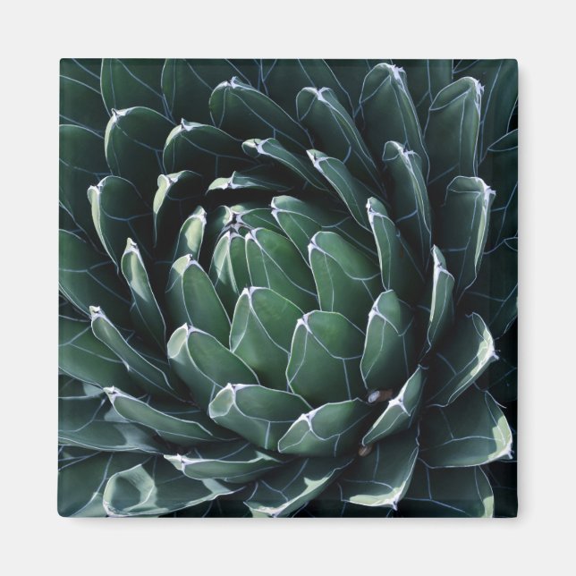 Imã Agave Verde (Frente)