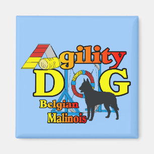 Imã Agilidade dos presentes malinois belgas