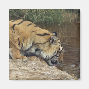 Imã Água do dobramento do tigre (Panthera tigris)
