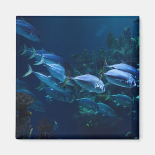 Imã Água Escura de Peixes de Aquário legal