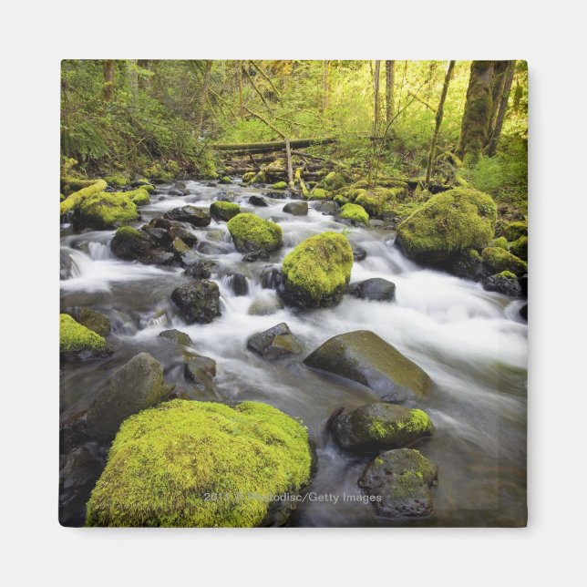 Imã Água Fluindo Por Rochas Cobertas Por Moss Em Um Fl (Frente)