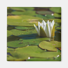 Imã Água Lily Blossom