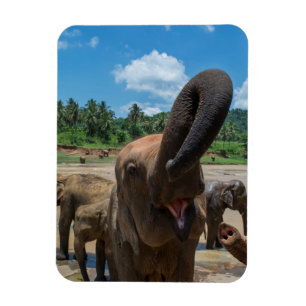 Ímã Água potável do elefante, Sri Lanka