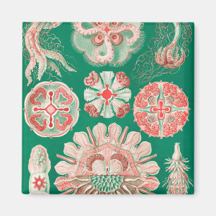 Imã Água-viva, Desconto de Ernst Haeckel