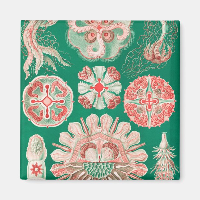 Imã Água-viva, Disco de Ernst Haeckel (Frente)