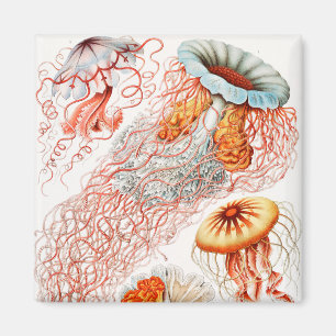 Imã Água-viva, Discomedusae por Ernst Haeckel