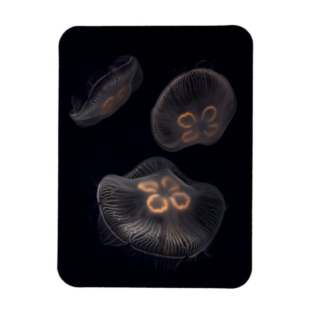 Ímã Água-viva Lua Nadando (Vertical)