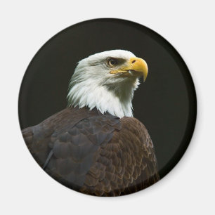 Imã Águia americana