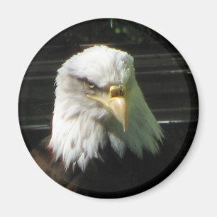 Imã Águia americana