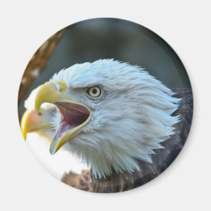 Imã Águia americana
