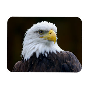 Ímã Águia americana americana