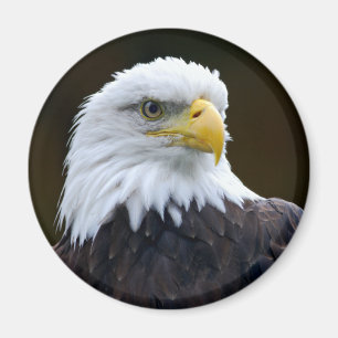 Imã Águia americana americana