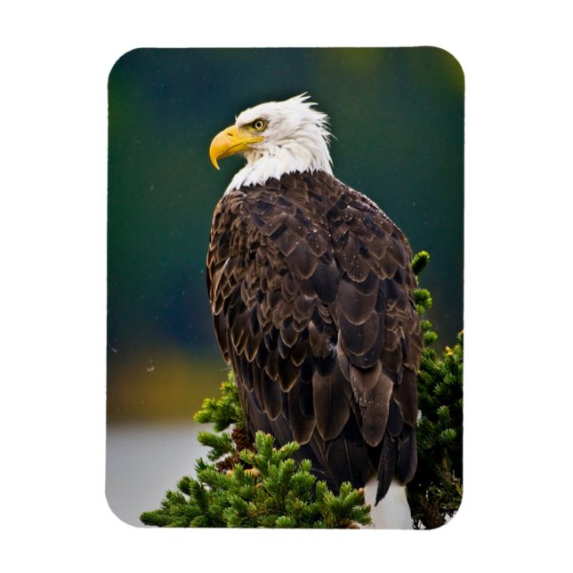 Ímã Águia Americana Careca Empoleirada (Vertical)