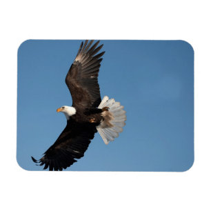 Ímã Águia Americana em Voo
