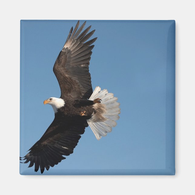 Imã Águia Americana em Voo (Frente)