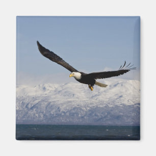 Imã Águia Americana em Voo, Haliaeetus leucocephalus,