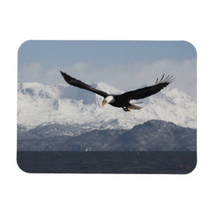 Ímã Águia Americana em Voo, Haliaeetus leucocephalus,