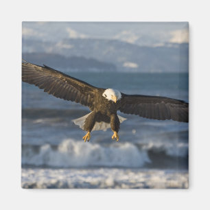 Imã Águia Americana, Haliaeetus leucocephalus, Homer,