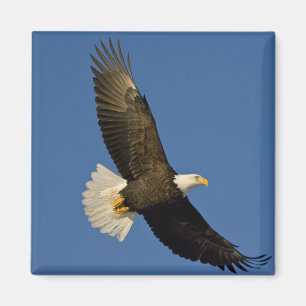 Imã Águia Americana, Haliaeetus leucocephalus, Homer,