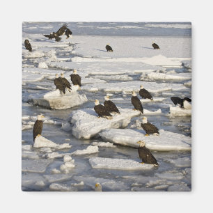 Imã Águia Americana, Haliaeetus leucocephalus, Homer,