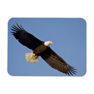 Ímã Águia Americana, Haliaeetus leucocephalus, Homer,