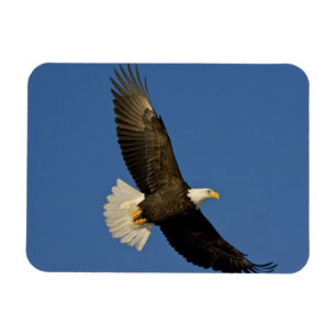Ímã Águia Americana, Haliaeetus leucocephalus, Homer,