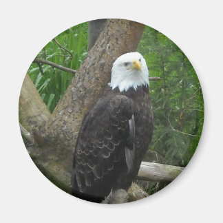 Imã Águia Americana Incrível