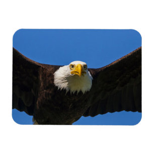 Ímã Águia Americana passa perto voando