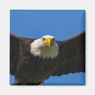 Imã Águia Americana passa perto voando