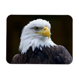 Ímã Águia Bald Americano